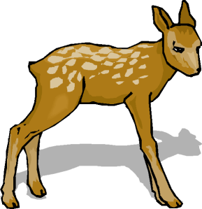 fawn.jpg
