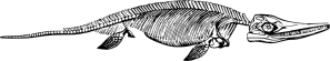 ichthyosaurusskeleton-800px